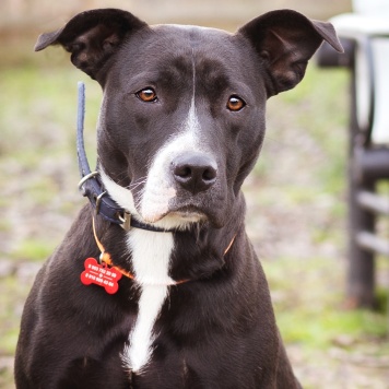 Собаки в добрые руки - Гера - 1