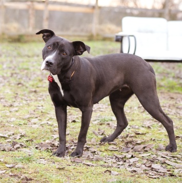 Собаки в добрые руки - Гера - 2