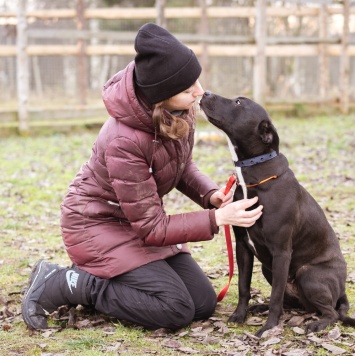 Собаки в добрые руки - Гера - 3