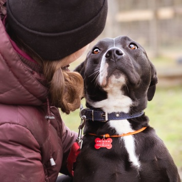 Собаки в добрые руки - Гера - 4