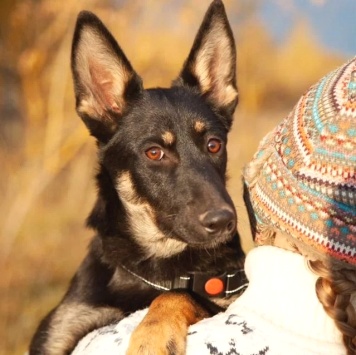 Собаки в добрые руки - Джесси