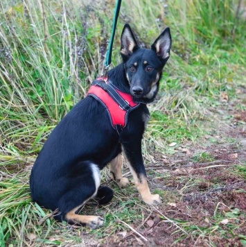 Собаки в добрые руки - Джесси - 2