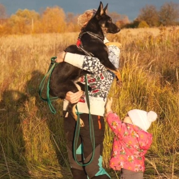 Собаки в добрые руки - Джесси - 3