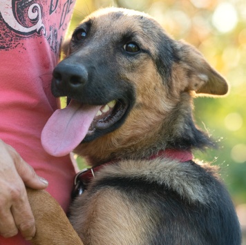 Собаки в добрые руки - Тэра