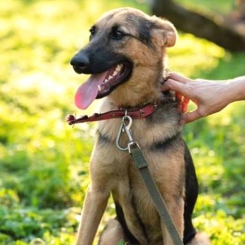 Собаки в добрые руки - Тэра - 1