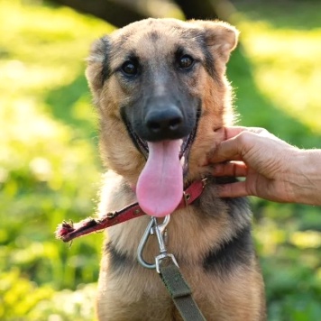 Собаки в добрые руки - Тэра - 2