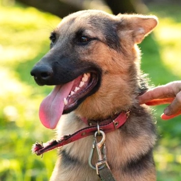 Собаки в добрые руки - Тэра - 3