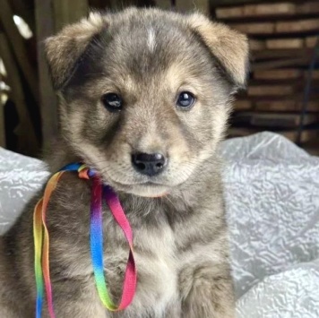 Барон - Собаки в добрые руки