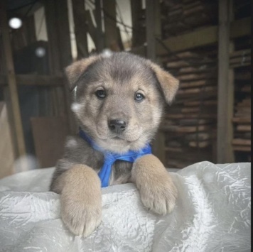 Собаки в добрые руки - Барон - 1