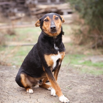 Собаки в добрые руки - Якут - 1