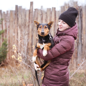 Собаки в добрые руки - Якут - 3