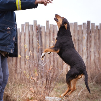 Собаки в добрые руки - Якут - 4