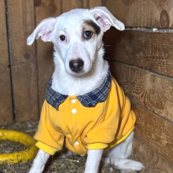 Болек - Собаки в добрые руки