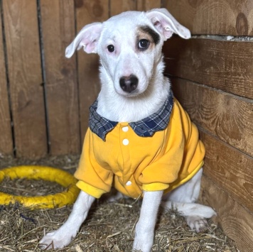 Собаки в добрые руки - Болек - 1