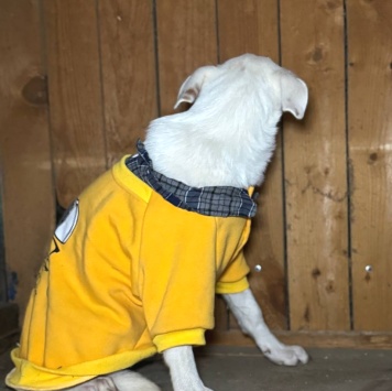 Собаки в добрые руки - Болек - 3