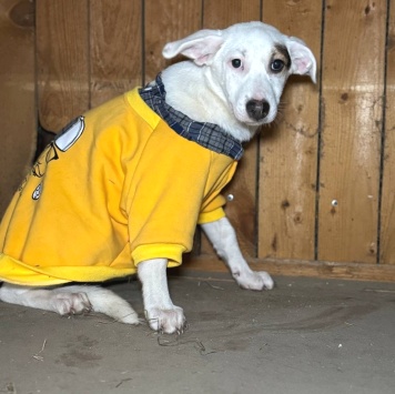 Собаки в добрые руки - Болек - 4