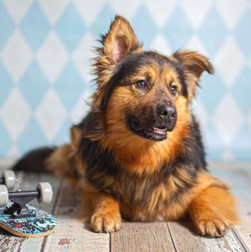 Собаки в добрые руки - Большой