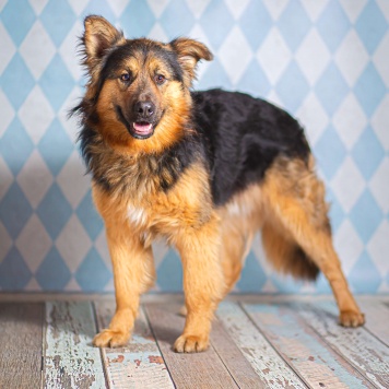 Собаки в добрые руки - Большой - 1