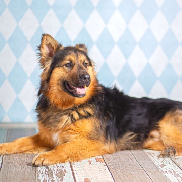 Собаки в добрые руки - Большой - 2