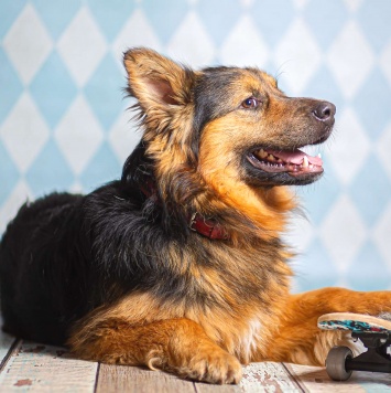 Собаки в добрые руки - Большой - 3