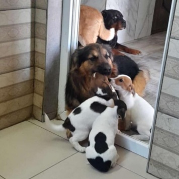 Собаки в добрые руки - Большой - 4