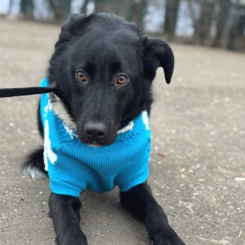 Кураж - Собаки в добрые руки