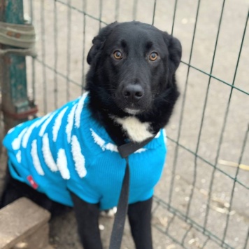 Собаки в добрые руки - Кураж - 1