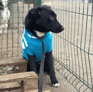 Собаки в добрые руки - Кураж - 2