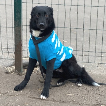 Собаки в добрые руки - Кураж - 3