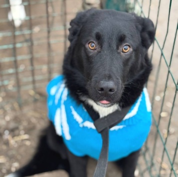 Собаки в добрые руки - Кураж - 4