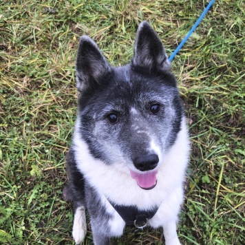 Собаки в добрые руки - Лаки - 2