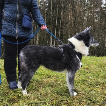 Собаки в добрые руки - Лаки - 3