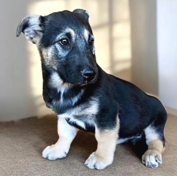 Вива - Собаки в добрые руки