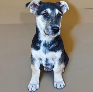 Мариса - Собаки в добрые руки