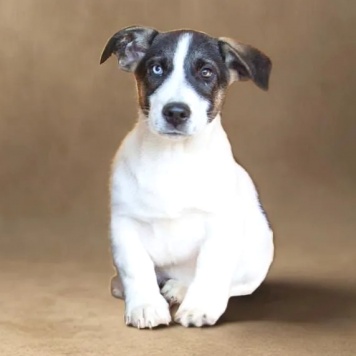 Джек - Собаки в добрые руки