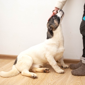 Собаки в добрые руки - Джек - 4