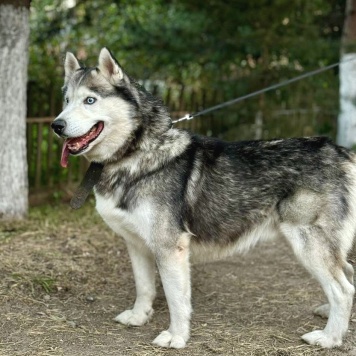 Акира - Собаки в добрые руки