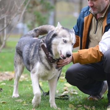 Собаки в добрые руки - Акира - 1