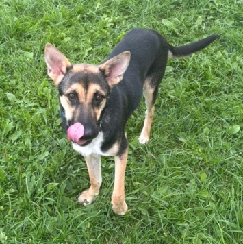 Альфа - Собаки в добрые руки