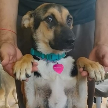 Собаки в добрые руки - Альфа - 1