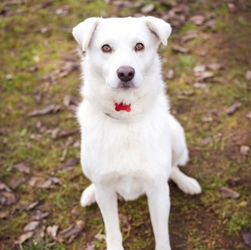 Собаки в добрые руки - Бельчик