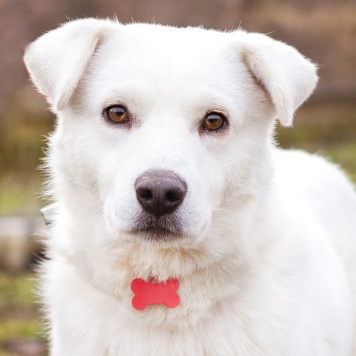 Собаки в добрые руки - Бельчик - 1