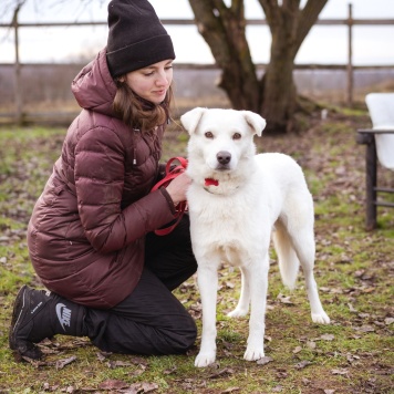 Собаки в добрые руки - Бельчик - 2