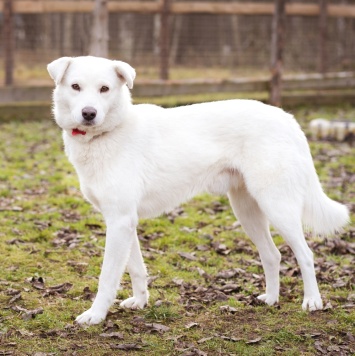 Собаки в добрые руки - Бельчик - 4