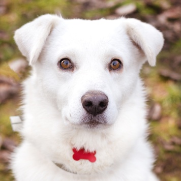 Собаки в добрые руки - Бельчик