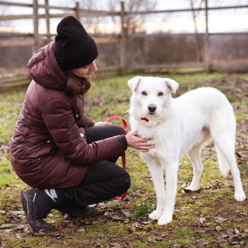 Собаки в добрые руки - Бельчик - 1
