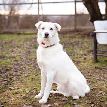Собаки в добрые руки - Бельчик - 2