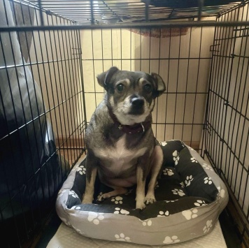 Собаки в добрые руки - Булочка