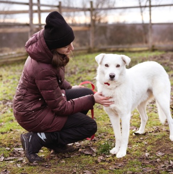 Собаки в добрые руки - Бельчик - 1
