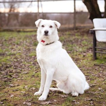 Собаки в добрые руки - Бельчик - 2